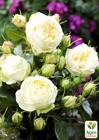 Троянда кущова "Веддінг Піано" (WEDDING PIANO) (саджанець класу АА +) вищий сорт - фото 2