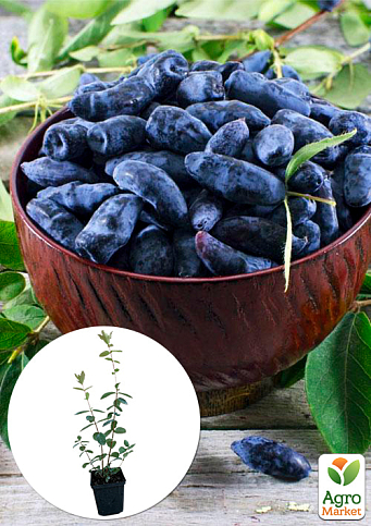 Жимолость "Нимфа" (средний срок созревания, один из ведущих сортов)