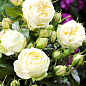 Троянда кущова "Веддінг Піано" (WEDDING PIANO) (саджанець класу АА +) вищий сорт купить