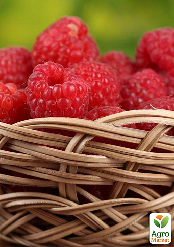 Малина "Джоан Джей" (ремонтантний безшипий високоврожайний сорт шотландської селекції) 1-річний саджанець - фото 3