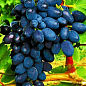Виноград "Кодрянка" (ранній термін дозрівання) цена