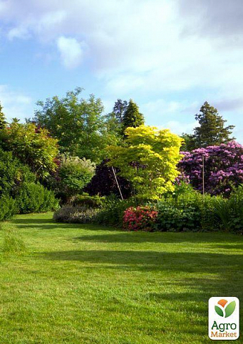 Газонна травосмесь "Англійська сад" ТМ "Сімейний сад" 800г - фото 3