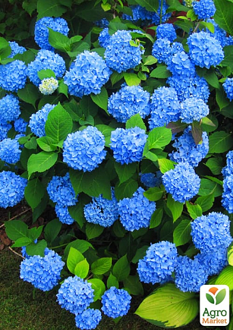 Гортензия крупнолистная голубая "Бесконечное лето" (Endless Summer)
