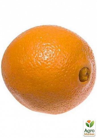 Апельсин "Пупковий" - фото 3