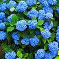 Гортензия крупнолистная голубая "Бесконечное лето" (Endless Summer)
