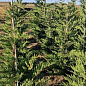 Купрессоципарис Лейланда (Cupressocyparis leylandii) С3, высота 40-60см купить