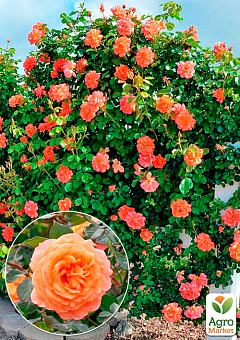 Роза плетистая "Оранж Даун" (саженец класса АА+) высший сорт2