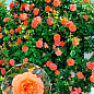 Роза плетистая "Оранж Даун" (саженец класса АА+) высший сорт