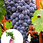 LMTD Виноград "Cabernet Franc" (сортовой, укорененный)