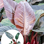 LMTD Філодендрон "Imperial Red" висота 30-40см