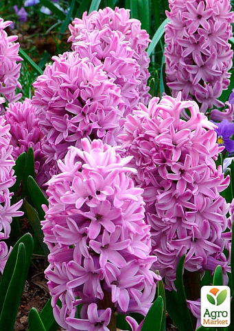 Гиацинт "Splendid Cornelia" (Нидерланды) - фото 8