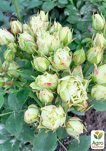 Роза мелкоцветковая (спрей) "Лувиана" (саженец класса АА+) высший сорт - фото 2