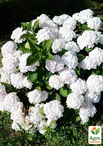 Гортензія квітуча крупнолиста "Доппіо Б'янко" (Hydrangea macrophylla Doppio Bianco) вазон С1,5 - фото 4