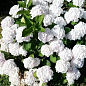 Гортензія квітуча крупнолиста "Доппіо Б'янко" (Hydrangea macrophylla Doppio Bianco) вазон С1,5