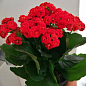 Каланхое Блоссфельда "Red" (Kalanchoe Blossfeldiana) (Нідерланди)