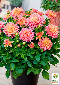 Георгина "Garden Desire" (бордюрная)5