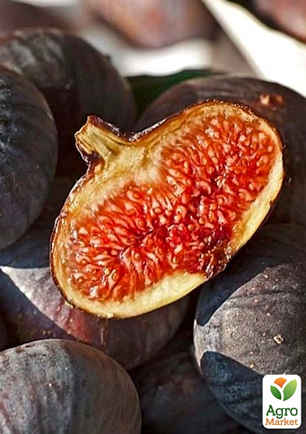 Інжир саджанець 3х-річний "Султан" (висота 70-90см) - фото 5