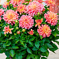 Георгина "Garden Desire" (бордюрная) купить