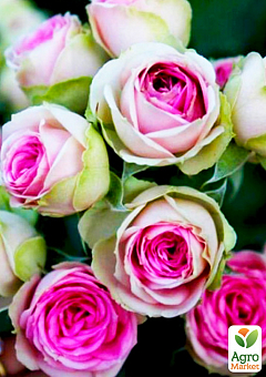 Роза мелкоцветковая (спрей) "Мими Эден" (саженец класса АА+) высший сорт2