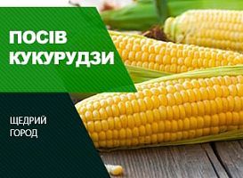 Як садити кукурудзу - корисні статті про садівництво від Agro-Market