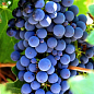 Виноград "Саперави" (грузинский винный сорт)