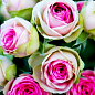 Роза мелкоцветковая (спрей) "Мими Эден" (саженец класса АА+) высший сорт