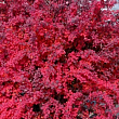 Барбарис тунберга "Aтропурпурея" (Atropurpurea)