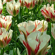 Тюльпан "Flaming Spring Green"