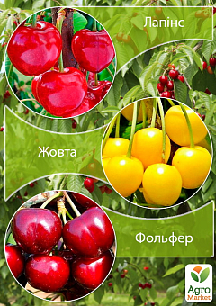 Дерево-сад Черешня Черешня "Лапінс"+Вишня "Жовта"+Черешня "Фольфер"3