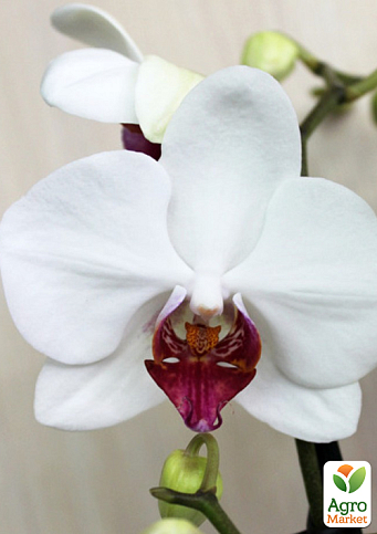 Орхидея (Phalaenopsis) "Red Lip" высота 60-70см - фото 2