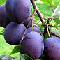 Слива "Анна Шпет" (осенний сорт, поздний срок созревания)