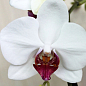Орхидея (Phalaenopsis) "Red Lip" высота 60-70см купить