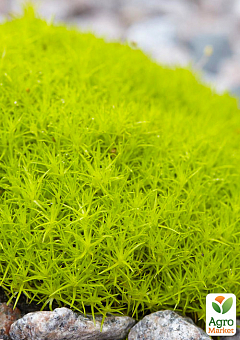Мшанка (ирландский мох) "Lime Moss"1
