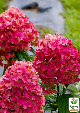 Гортензия метельчатая "Magical Fire" вазон Р9