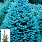 Ялина колюча блакитна "Super Blue Seedling" S3, висота 35-45см