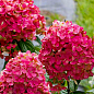 Гортензия метельчатая "Magical Fire" вазон Р9