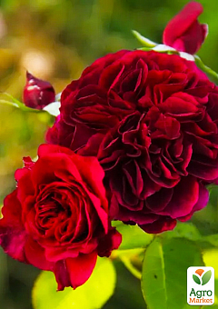Троянда шрабова "Традескант" (саджанець класу АА+) вищий сорт2