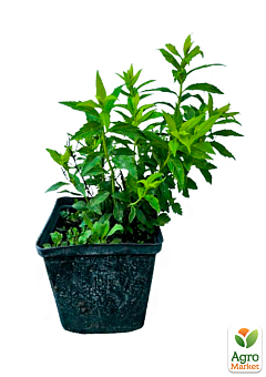 Спірея японська 2-х річна "Albiflora" вазон С2, висота 20-40см13