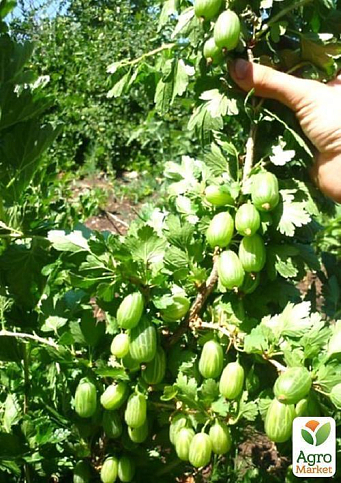 Крыжовник "Изумрудный" (ранний срок созревания, сорт с повышенной морозоустойчивостью) - фото 4