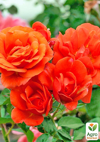 Троянда плетиста "Ебав Олл" (саджанець класу АА+) вищий сорт - фото 3