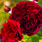 Троянда шрабова "Традескант" (саджанець класу АА+) вищий сорт