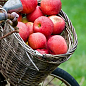 Яблуня колоновидна "Піонер" (літній сорт, пізній термін дозрівання) цена