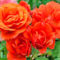 Роза плетистая "Эбав Олл" (саженец класса АА+) высший сорт цена