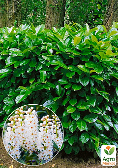 Лавровишня Ротундіфоліа (Prunus Rotundifolia)1