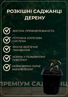 Дерен "Elegantissima" Кизил Татарський (висота саджанця 20-30см)16