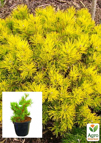 Сосна гірська "Мопс Голд Ауреа" (Pinus mugo "Mops Gold Aurea") С2, висота 20-40см