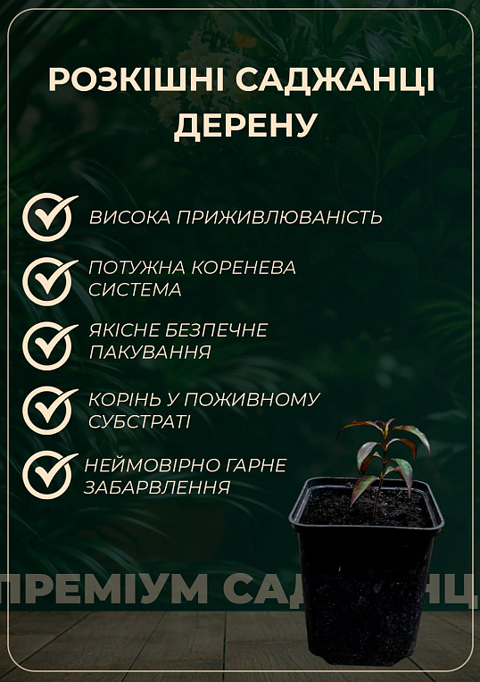 Дерен "Elegantissima" Кизил Татарский (высота саженца 20-30см) - фото 4