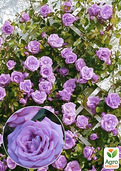 Ексклюзив! Троянда плетиста "Ванільне небо" (Vanilla Sky) (саджанець класу АА+) вищий сорт2
