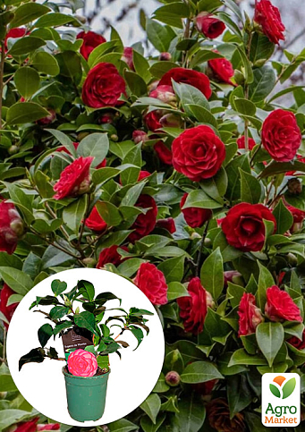 LMTD Камелия цветущая японская 2-х летняя "Eugenia de montijo" (высота 30-40см)