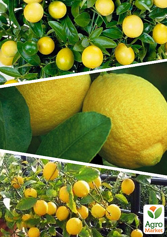 Лимон, комплект из 3-х сортов "Балаяж" (Balaj) 3шт в упаковке